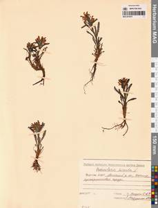 Pedicularis hirsuta L., Siberia, Yakutia (S5) (Russia)