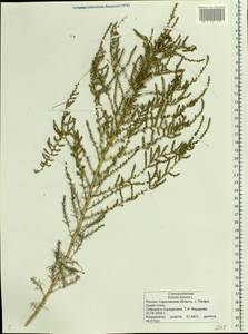 Nitrosalsola laricina (Pall.) Theodorova, Eastern Europe, Lower Volga region (E9) (Russia)