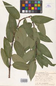 Salix pentandra L., Eastern Europe, Moscow region (E4a) (Russia)