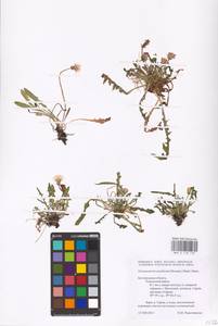Taraxacum bessarabicum (Hornem.) Hand.-Mazz., Eastern Europe, Central forest-and-steppe region (E6) (Russia)