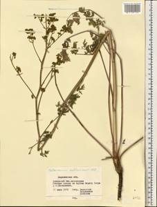Peucedanum ruthenicum M.Bieb., Eastern Europe, Central forest-and-steppe region (E6) (Russia)
