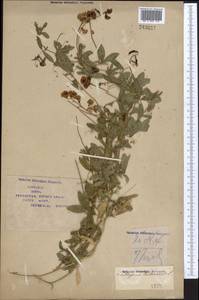 Lathyrus tuberosus L., Middle Asia, Syr-Darian deserts & Kyzylkum (M7) (Kazakhstan)