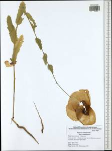 Papaver somniferum L., Eastern Europe, Central region (E4) (Russia)