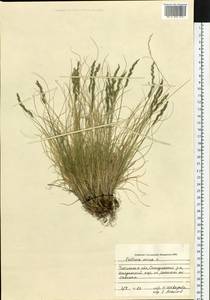 Festuca ovina L., Siberia, Baikal & Transbaikal region (S4) (Russia)