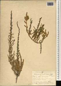 Halocnemum strobilaceum (Pall.) M. Bieb., South Asia, South Asia (Asia outside ex-Soviet states and Mongolia) (ASIA) (Turkey)