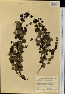 Betula intermedia var. sukatschewii (Soczava) Govaerts, Eastern Europe, Eastern region (E10) (Russia)