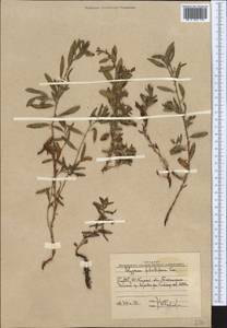 Polygonum fibrilliferum Kom., Middle Asia, Western Tian Shan & Karatau (M3) (Uzbekistan)