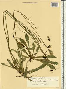 Hypochaeris radicata L., Eastern Europe, North-Western region (E2) (Russia)
