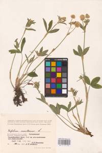 Trifolium montanum L., Eastern Europe, Lower Volga region (E9) (Russia)