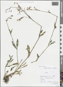 Silene nutans L., Eastern Europe, Lower Volga region (E9) (Russia)