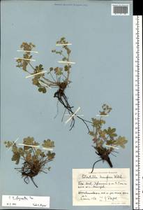 Potentilla chrysantha, Eastern Europe, Eastern region (E10) (Russia)
