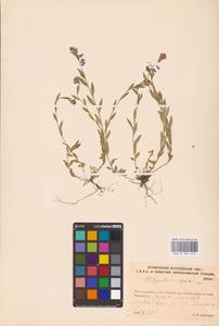 Polygala vulgaris L., Eastern Europe, North-Western region (E2) (Russia)