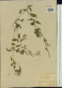 Rubia cordifolia L., Siberia, Baikal & Transbaikal region (S4) (Russia)