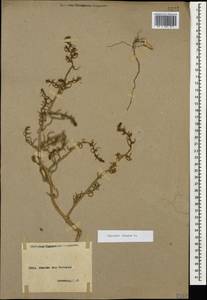 Salsola tragus L., Caucasus, Armenia (K5) (Armenia)
