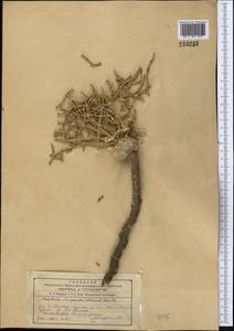 Anabasis eriopoda (C. A. Mey.) Benth. ex Volkens, Middle Asia, Syr-Darian deserts & Kyzylkum (M7)