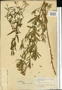 Achillea salicifolia subsp. salicifolia, Eastern Europe, Moscow region (E4a) (Russia)