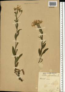 Aster amellus L., Eastern Europe, North Ukrainian region (E11) (Ukraine)