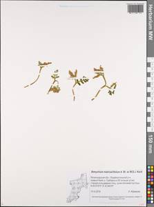 Botrychium matricariifolium (Döll) A. Braun ex Koch, Eastern Europe, North-Western region (E2) (Russia)