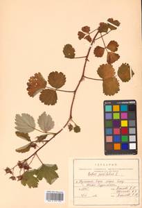 Rubus parvifolius L., Siberia, Russian Far East (S6) (Russia)