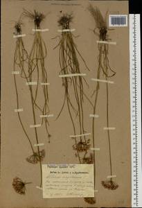 Allium angulosum L., Eastern Europe, Western region (E3) (Russia)