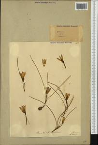 Romulea bulbocodium (L.) Sebast. & Mauri, Western Europe (EUR) (Italy)