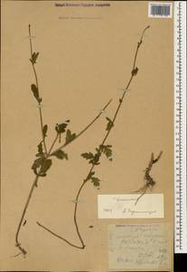 Verbena officinalis L., Caucasus, Dagestan (K2) (Russia)