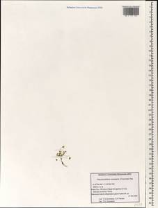 Pseudostellaria himalaica (Franch.) Pax, South Asia, South Asia (Asia outside ex-Soviet states and Mongolia) (ASIA) (China)