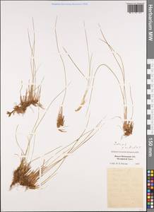 Oreojuncus trifidus (L.) Záv. Drábk. & Kirschner, Siberia, Western Siberia (S1) (Russia)