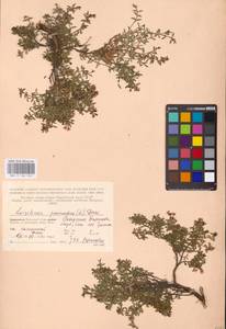 Kalmia procumbens (L.) Gift, Kron & P. F. Stevens, Eastern Europe, Northern region (E1) (Russia)