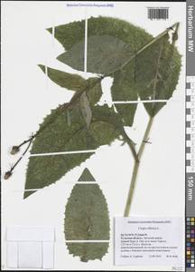 Crepis sibirica L., Eastern Europe, Central region (E4) (Russia)