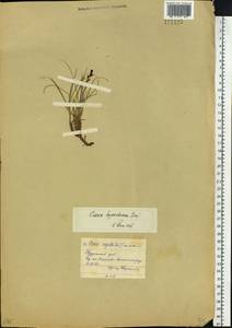 Carex bigelowii subsp. dacica (Heuff.) T.V.Egorova, Siberia, Central Siberia (S3) (Russia)