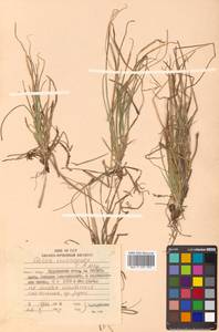 Carex micropoda C.A.Mey., Siberia, Russian Far East (S6) (Russia)