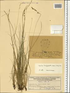 Festuca trachyphylla (Hack.) Hack., Eastern Europe, Volga-Kama region (E7) (Russia)