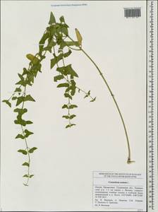 Cynanchum acutum L., Eastern Europe, Middle Volga region (E8) (Russia)