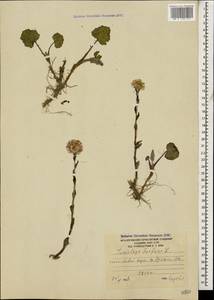 Tussilago farfara L., Caucasus, South Ossetia (K4b) (South Ossetia)