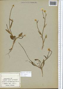 Ranunculus longicaulis C. A. Mey., Middle Asia, Northern & Central Tian Shan (M4) (Kyrgyzstan)