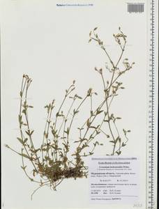 Cerastium holosteoides Fries emend. Hyl., Eastern Europe, Northern region (E1) (Russia)