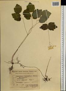 Thalictrum tuberiferum Maxim., Siberia, Russian Far East (S6) (Russia)