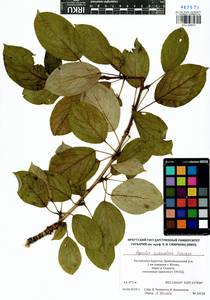 Populus suaveolens, Siberia, Baikal & Transbaikal region (S4) (Russia)