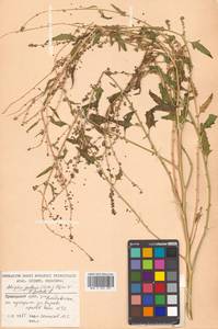 Atriplex patens (Litv.) Iljin, Siberia, Russian Far East (S6) (Russia)