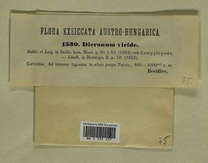Dicranum viride (Sull. & Lesq.) Lindb., Bryophytes, Bryophytes - Western Europe (BEu) (Austria)