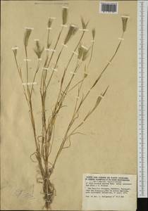 Hordeum marinum subsp. gussoneanum (Parl.) Thell., Western Europe (EUR) (Spain)