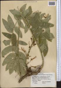 Dictamnus albus L., Middle Asia, Pamir & Pamiro-Alai (M2) (Tajikistan)