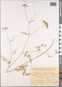 Turgenia latifolia (L.) Hoffm., Middle Asia, Kopet Dag, Badkhyz, Small & Great Balkhan (M1) (Turkmenistan)