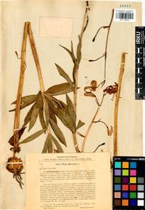 Lilium martagon var. pilosiusculum Freyn, Siberia, Western Siberia (S1) (Russia)
