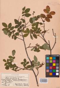 Rosa pendulina L., Eastern Europe, West Ukrainian region (E13) (Ukraine)