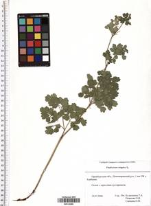 Thalictrum simplex L., Eastern Europe, Eastern region (E10) (Russia)