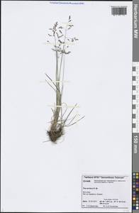 Poa arctica R.Br., Siberia, Central Siberia (S3) (Russia)