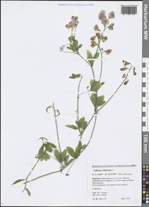 Lathyrus tuberosus L., Siberia, Baikal & Transbaikal region (S4) (Russia)