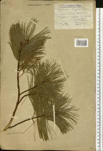 Pinus pumila (Pall.) Regel, Siberia, Yakutia (S5) (Russia)